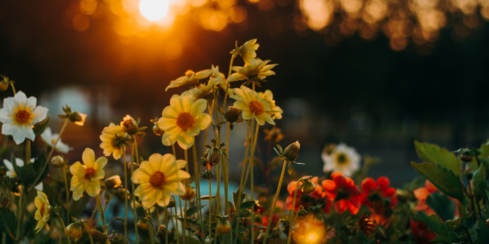 Flower Blooming Timelapse