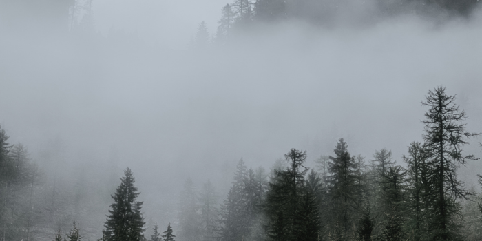 Fog timelapse