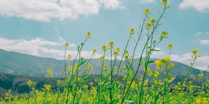 Nature Timelapse
